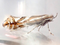 Phyllonorycter hostis